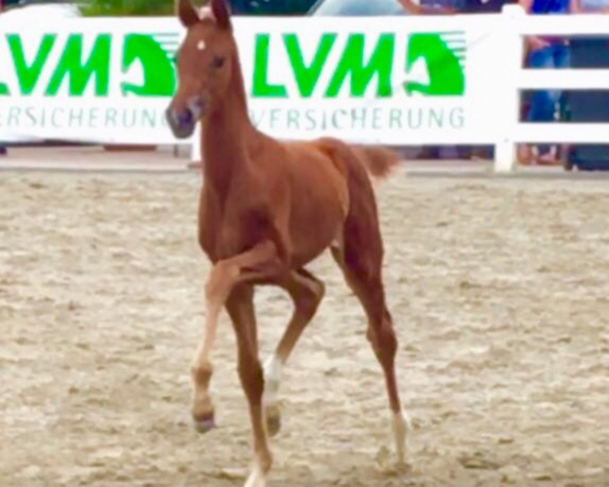 horse Fireflake (Westphalian, 2016, from Franziskus FRH)
