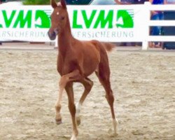 Pferd Fireflake (Westfale, 2016, von Franziskus FRH)