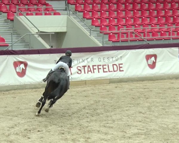 Reitturnier Neustadt/Dosse 2019