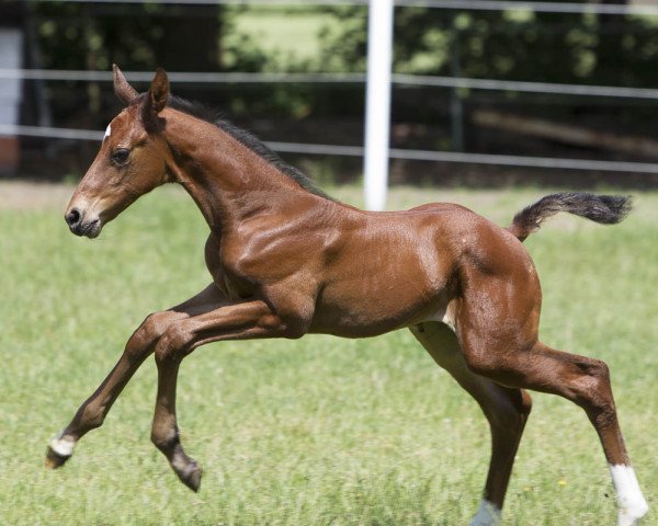 Springpferd Kanna Ravella (Westfale, 2016, von Kannan)