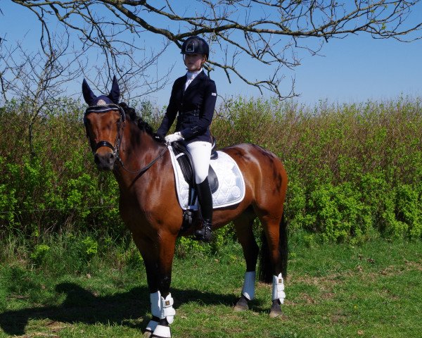 dressage horse Timms Lucky Linn (German Riding Pony, 2008, from Mandela N)