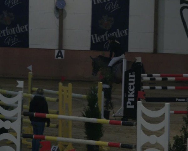 Reitturnier Bad Salzuflen 2019