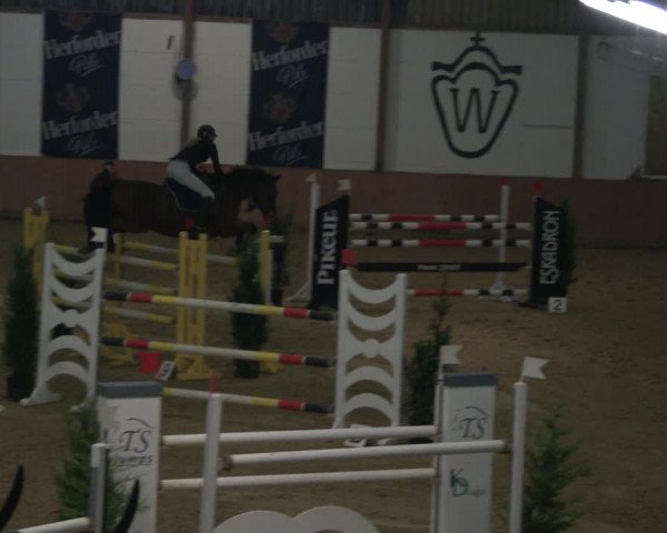 Reitturnier Bad Salzuflen 2019