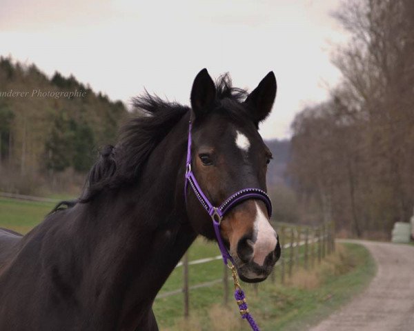 dressage horse Wonder 55 (Hanoverian, 2002, from Waterford)