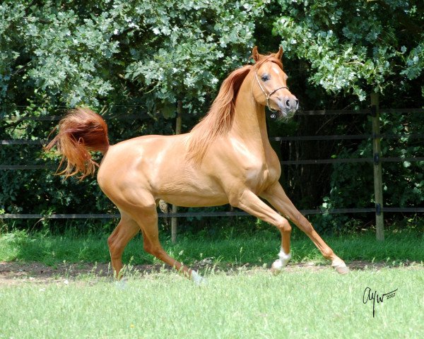 broodmare Camar Qajari ox (Arabian purebred,  , from Promotion ox)