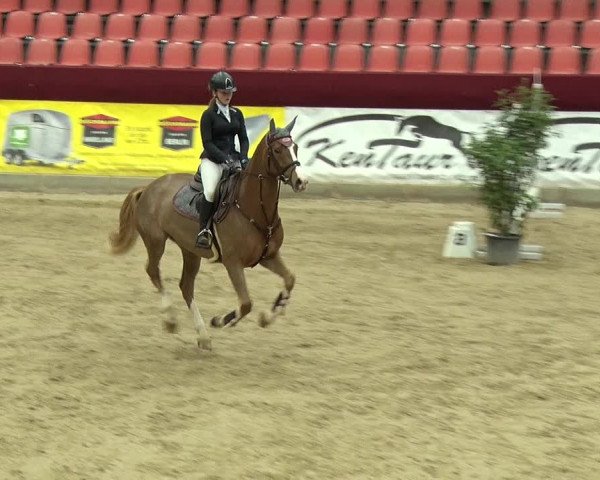Reitturnier Neustadt/Dosse 2019