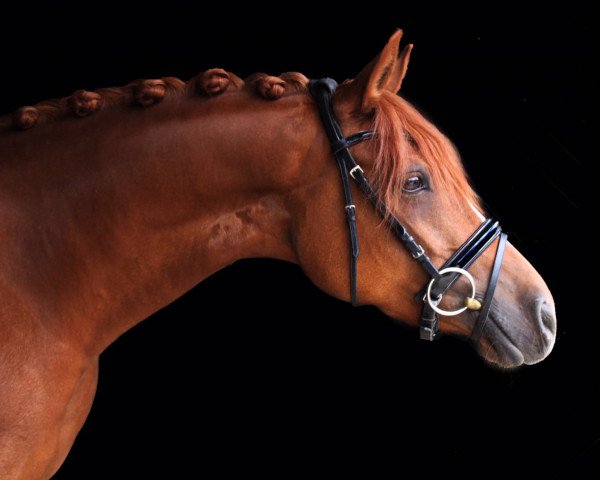 broodmare Candy Crush (German Riding Pony, 2010, from Classic Dancer II)