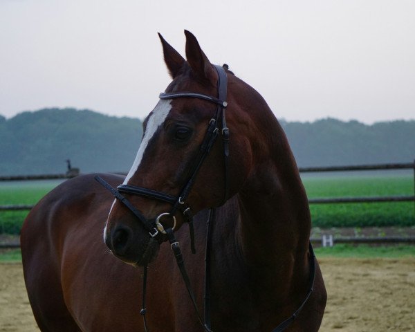 Springpferd Zaron van Bodega (KWPN (Niederländisches Warmblut), 1994, von Zodiak)