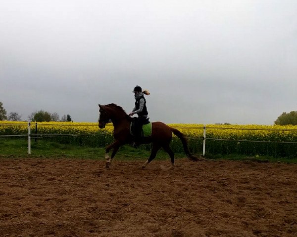 horse Belini (Westphalian, 2011, from Blickpunkt 4)