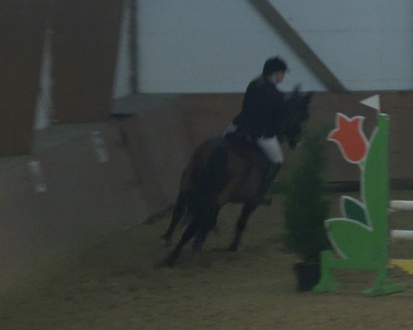 Reitturnier Bad Salzuflen 2019