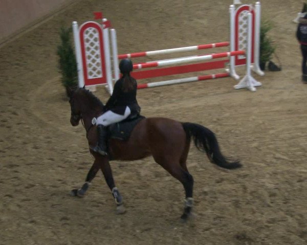 Reitturnier Bad Salzuflen 2019