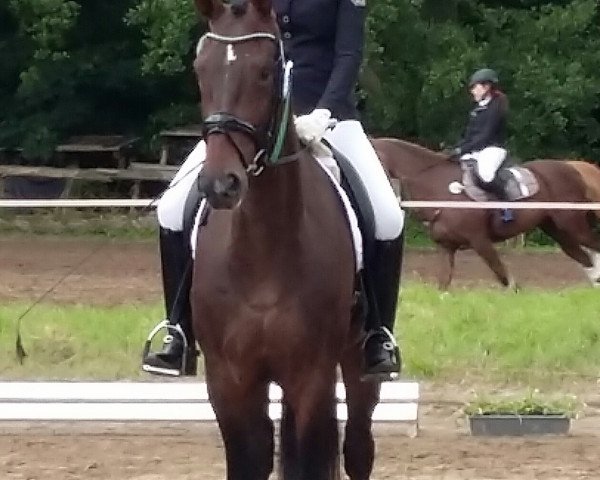 horse Königin von Saba (Hanoverian, 2010, from Soliman)