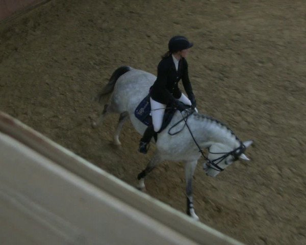 Reitturnier Bad Salzuflen 2019