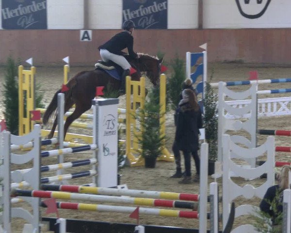 Reitturnier Bad Salzuflen 2019