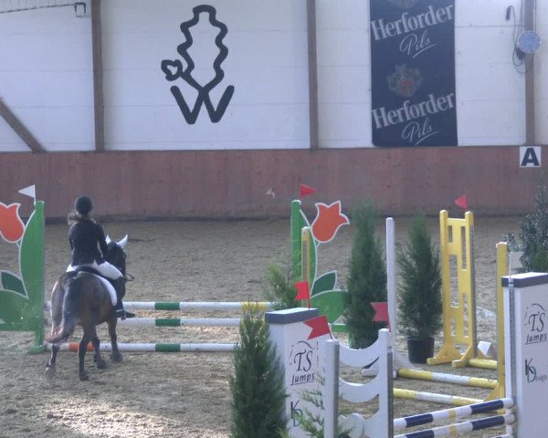 Reitturnier Bad Salzuflen 2019
