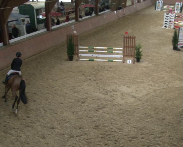 Reitturnier Bad Salzuflen 2019
