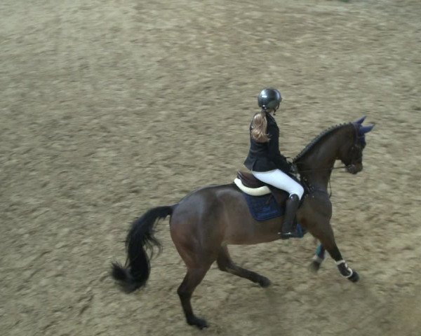Reitturnier Bad Salzuflen 2019