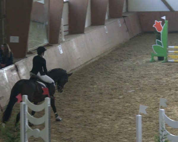 Reitturnier Bad Salzuflen 2019