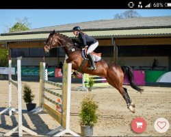 broodmare Aluna 17 (Holsteiner, 2008, from Cristo)