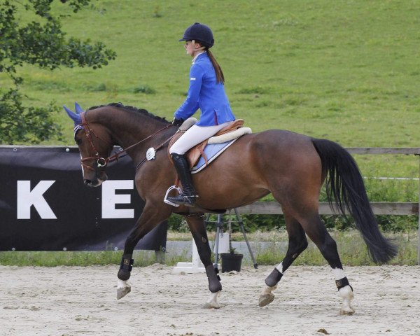 jumper Surprise 224 (Hanoverian, 2011, from Stolzenberg)