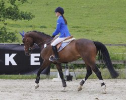 jumper Surprise 224 (Hanoverian, 2011, from Stolzenberg)