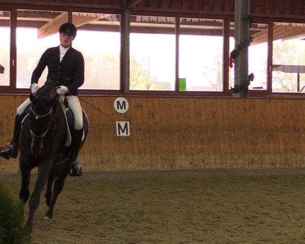 Reitturnier Appelhülsen 2019