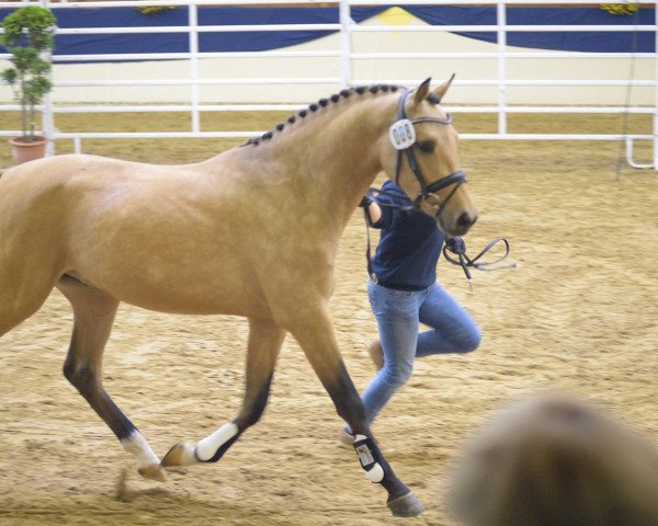 horse Pfahlershof Aramis (German Riding Pony, 2013, from Arongo N)