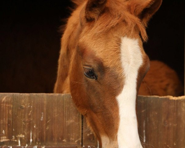 Dressurpferd Be My Star R (Deutsches Reitpony, 2016, von Movie Star)