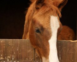 Dressurpferd Be My Star R (Deutsches Reitpony, 2016, von Movie Star)