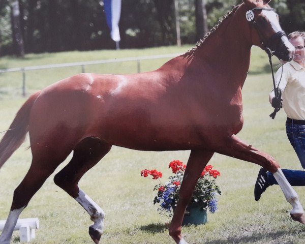 broodmare Quelle Belle R (Hanoverian, 2013, from Quaterhall)