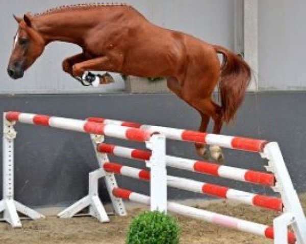 jumper Odis van de Groenheuvel (Belgian Riding Pony, 2010, from Kadans van de Groenheuvel Dh)