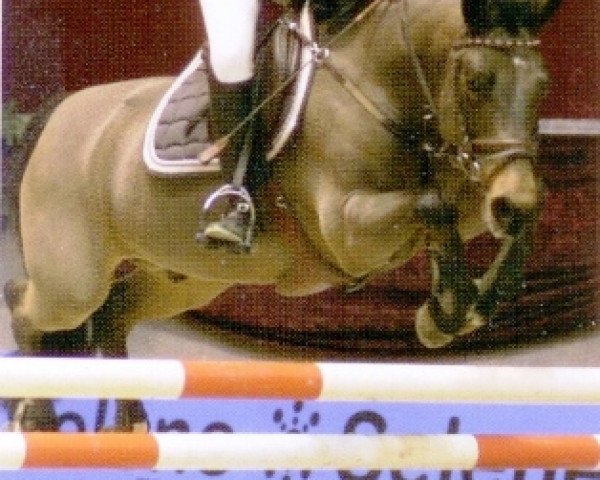 stallion Polsbury Pajero (New Forest Pony, 1996, from Marlino) stallion Polsbury Pajero (New Forest Pony, 1996, from Marlino)