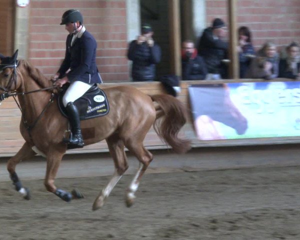 Reitturnier Paderborn 2019