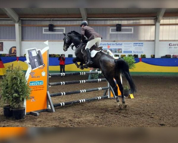Springpferd Felicitas (Deutsches Sportpferd, 2004, von Pius)