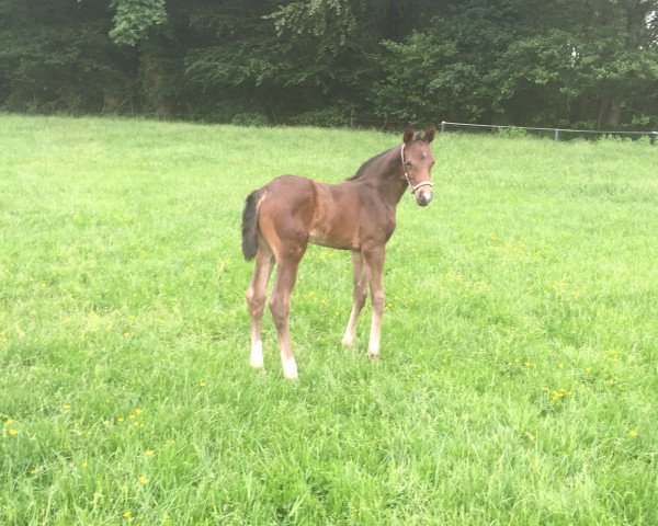 Pferd Sir Hõrry (Westfale, 2016, von Sir Heinrich OLD)