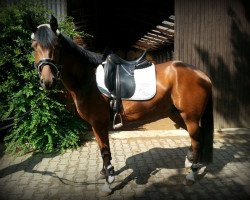 jumper Kings Star Kalle (German Riding Pony, 2011, from Kwept)