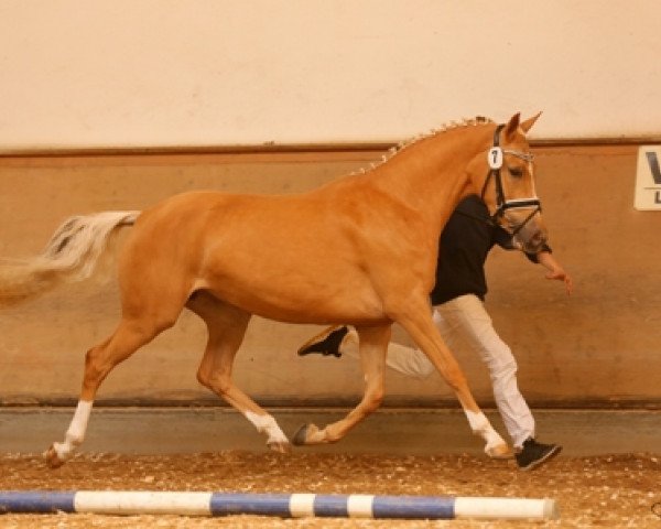 horse Nizza BEVS (German Riding Pony, 2012, from Diors Daikiri)