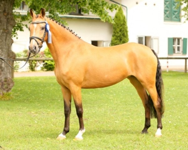 Springpferd Capricciosa BEVS (Deutsches Reitpony, 2012, von Diors Daikiri)