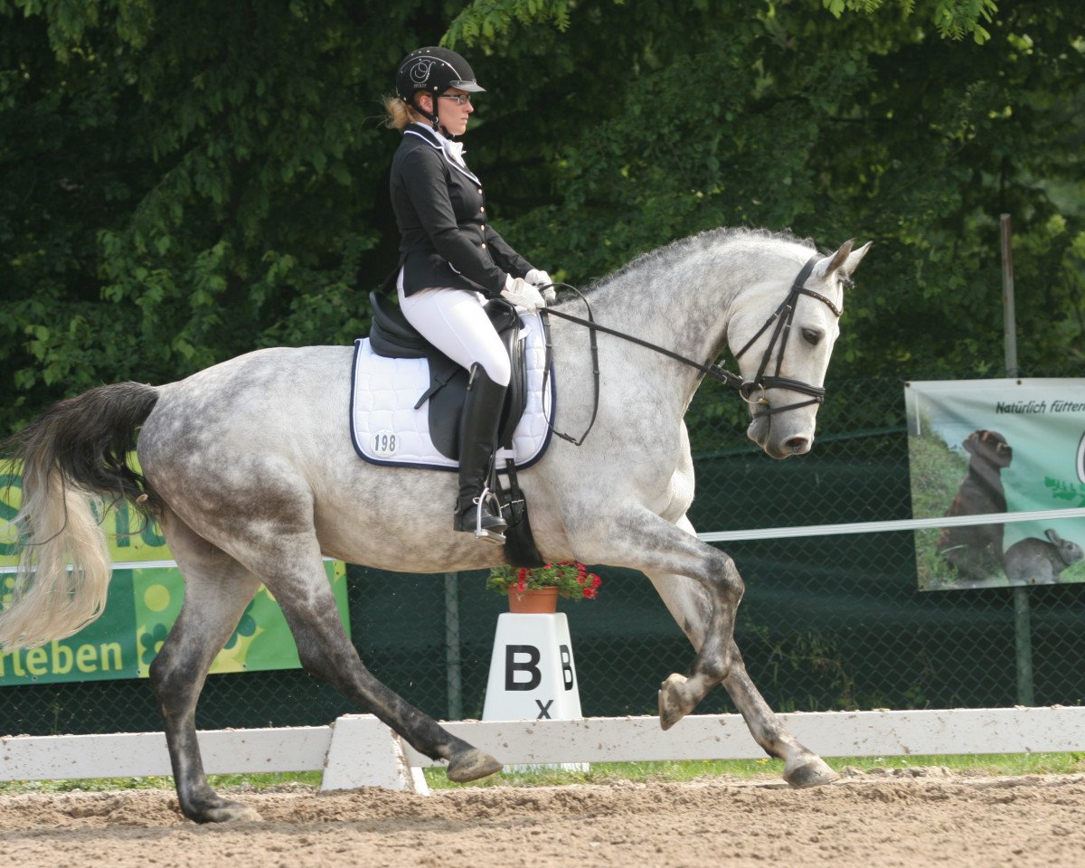 Dressage horse Let It Snow (Rheinländer, 2010, from La Calido)