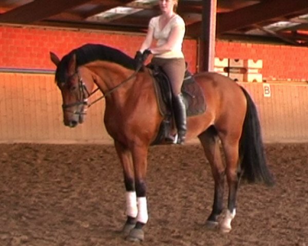 dressage horse Magic Maxwell (Oldenburg, 2001, from Münchhausen)