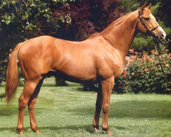 stallion Viking xx (Thoroughbred, 1977, from Northern Dancer xx)