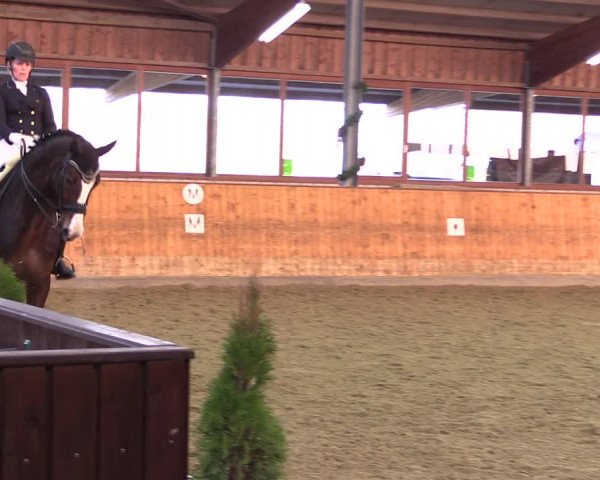 Reitturnier Appelhülsen 2019