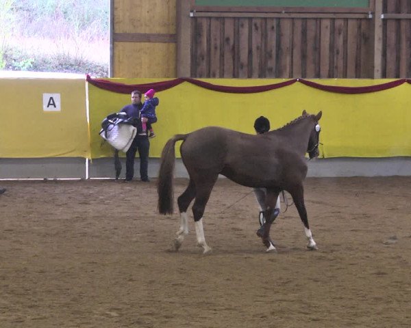 Reitturnier Ellwangen-Röhlingen 2019