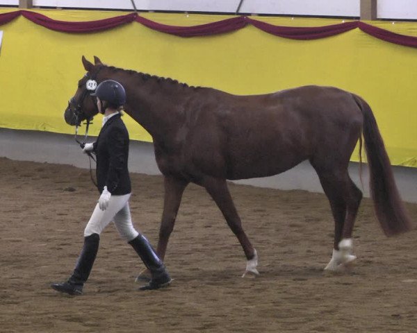 Reitturnier Ellwangen-Röhlingen 2019