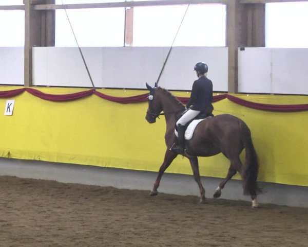 Reitturnier Ellwangen-Röhlingen 2019