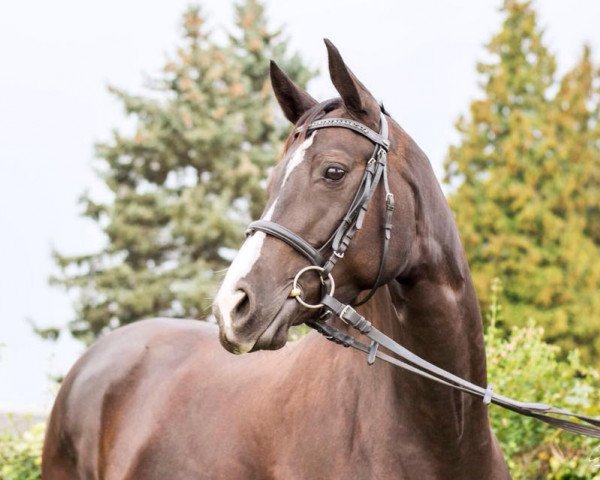 jumper Cuba Nova (Hanoverian, 2009, from Chivas)