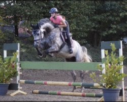 Springpferd Lennox Levisonn (Hannoveraner, 2012, von Levisonn 208 FIN)