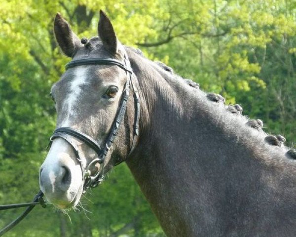 Dressurpferd Classic Candira J (Deutsches Reitpony, 2012, von Classic Dancer I)