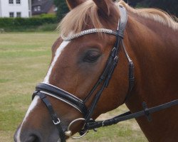 Dressurpferd Tivio 5 (Deutsches Reitpony, 2009, von Top Gun I)