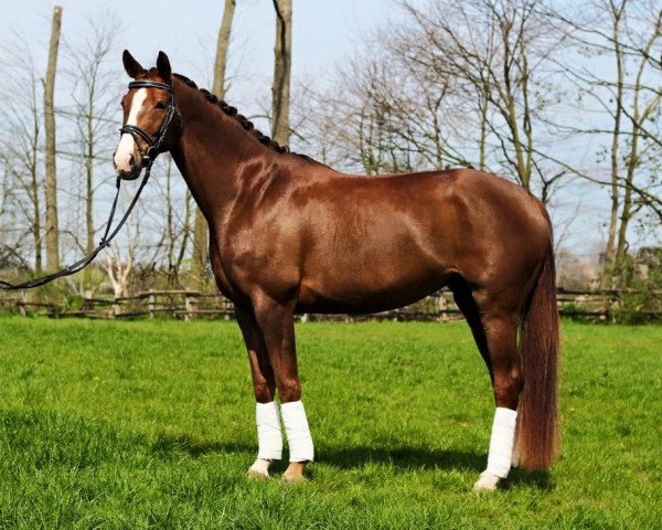 Pferd Bellatrix A (Hannoveraner, 2011, von Belissimo NRW)
